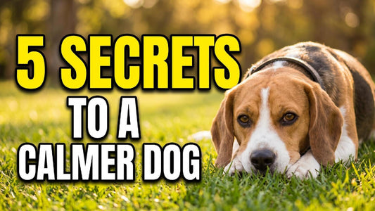 The 5 Things Every Dog Needs to Feel Calm, Focused, and Fulfilled